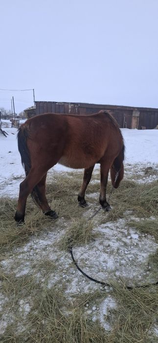 Продам жеребца 2.5 года 650000