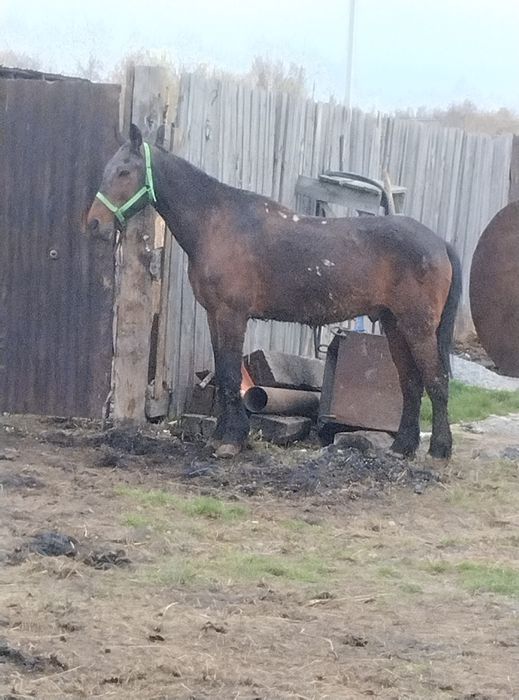 Продам мерина обученный