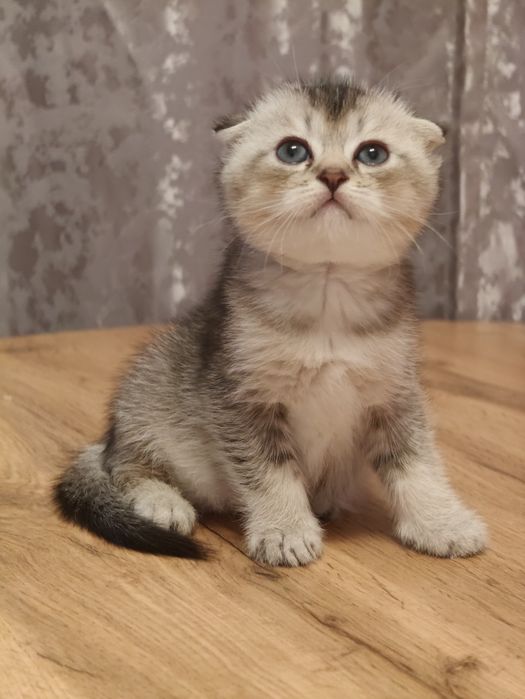 Алматы Огромный выбор котят
