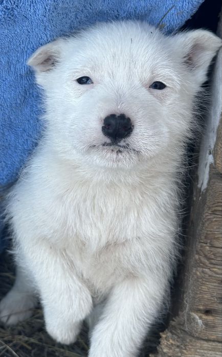 Щенки в добрые руки