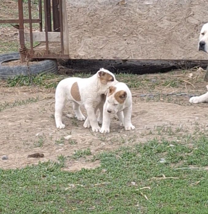 Алабай күшік сатылады. Алабай.