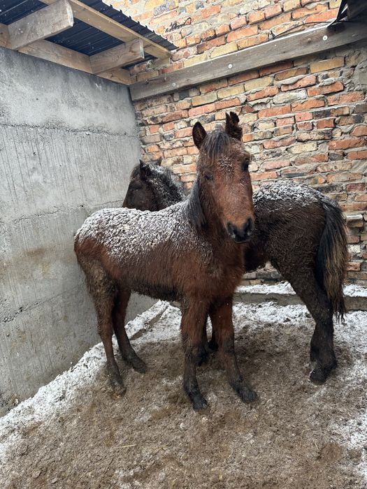 Жабағылар  еркек