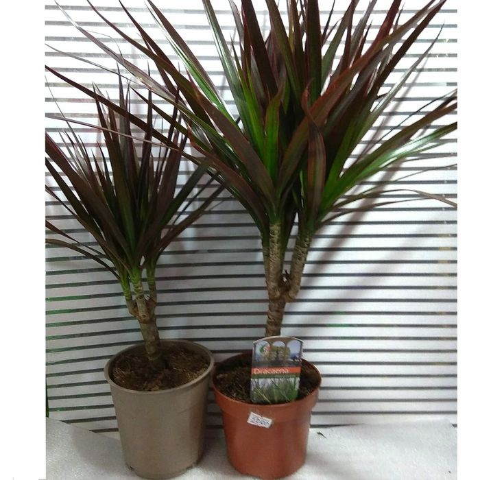 Драцены маргината разного размера