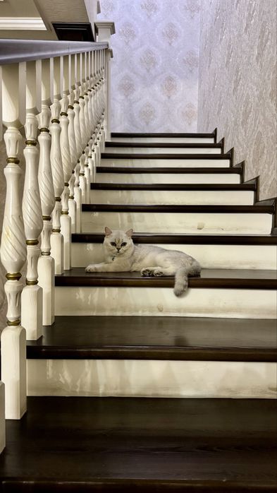 Вязка Серебристая шиншилла