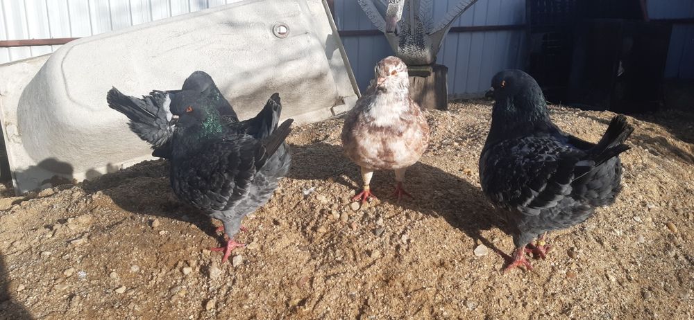 De vanzare  kingi oferta