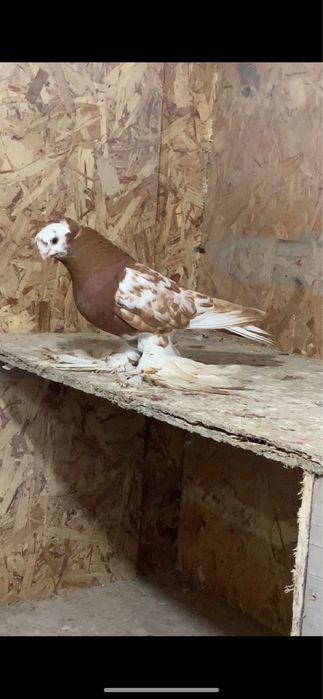 Голуби вольерные