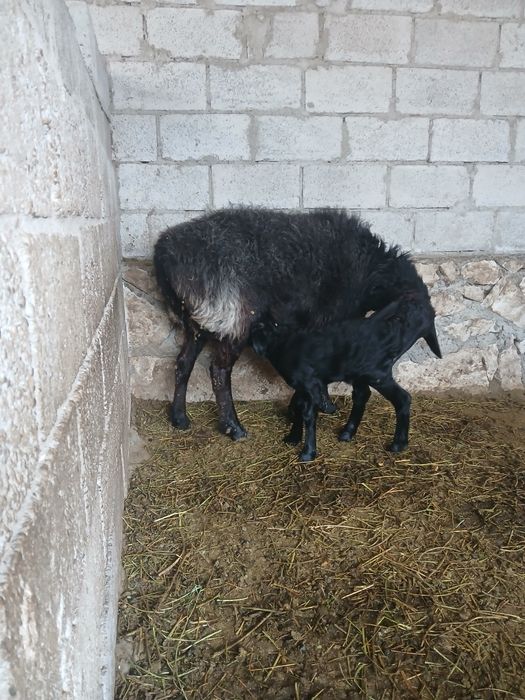 Она куй ва кучкор