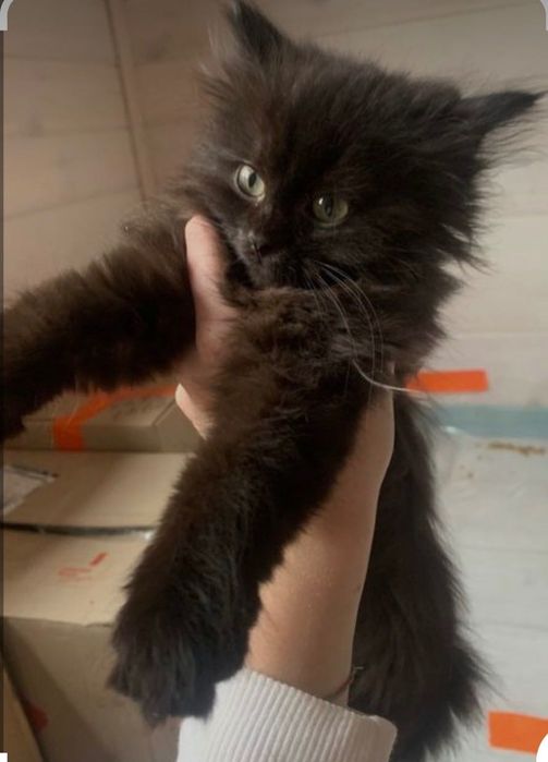 Продам сибирского котенка