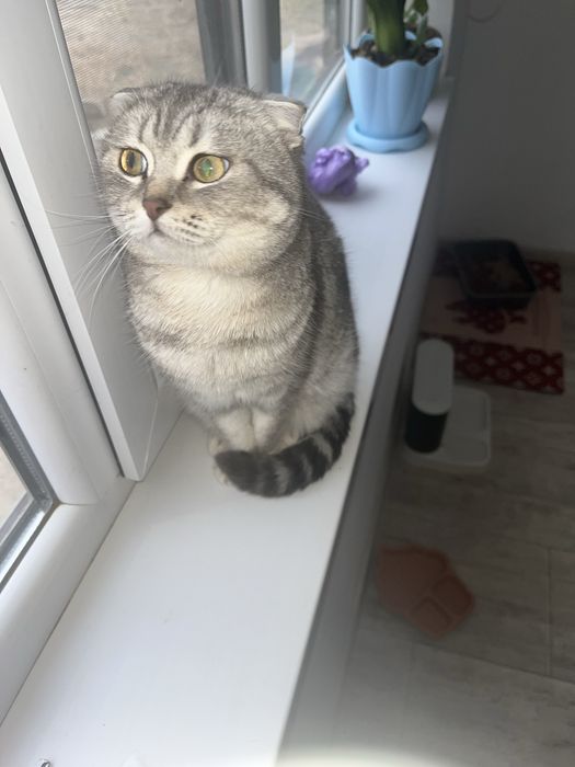 Кот ұл мысық послушный