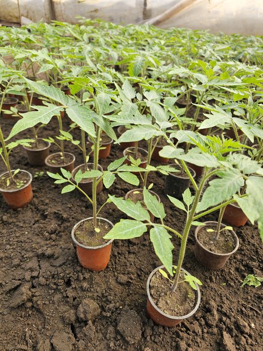 Roșii dominet originale