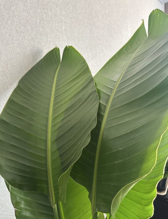 Продам Стрелиция  Николая