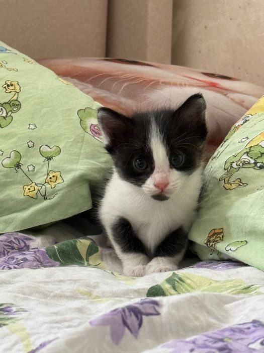 Котята 1 месяц в добрые руки