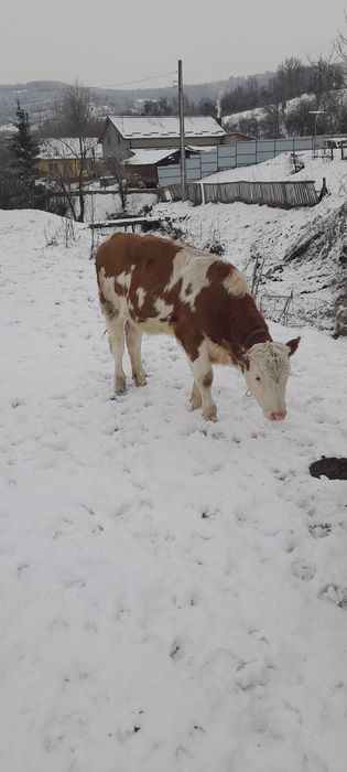 Vițea balțati românesti