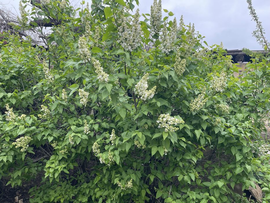 Продам срочна тез арада сатамын гулдер