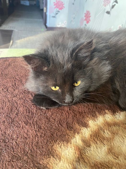 Отдам котят в хорошие руки