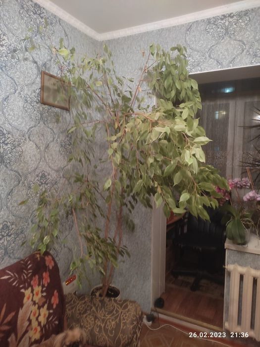 Фикус Бенджамина