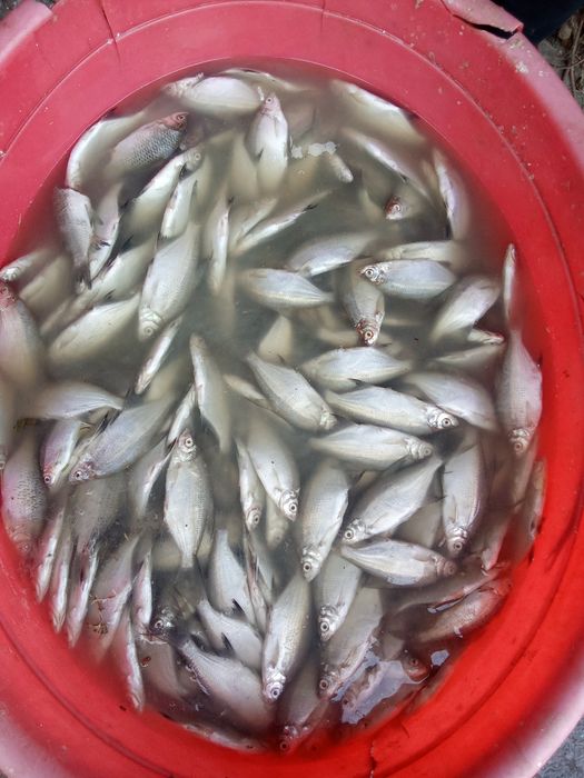 Toʻdakoʻl mayda baliqlar bor