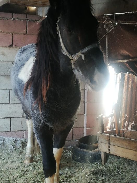 Продам 9 молодого 9 жеребца