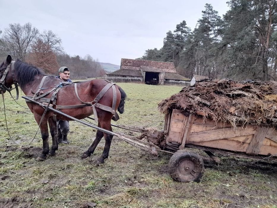 De vanzare cal castrat de 13 ani