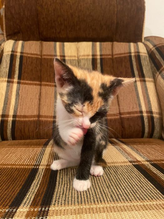 Pui de pisica spre adoptie