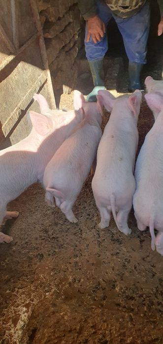 Продаваме малки прасенца