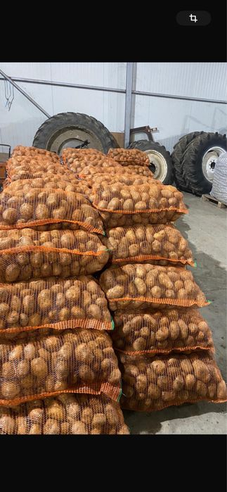 Cartofi alb de consum