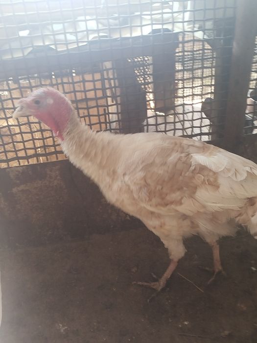 Продам молодых индюков самцов