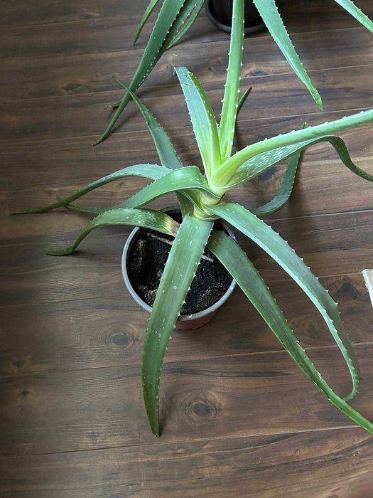 Aloe Vera in ghiveci, inaltime H45-75 cm