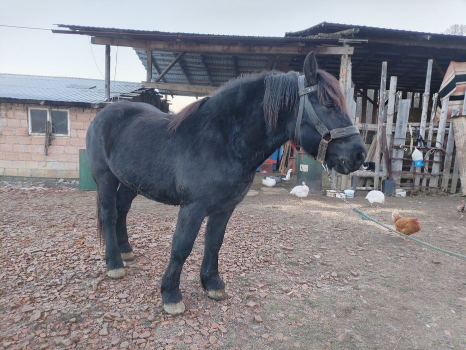 Vând cârlan de doi ani jumate