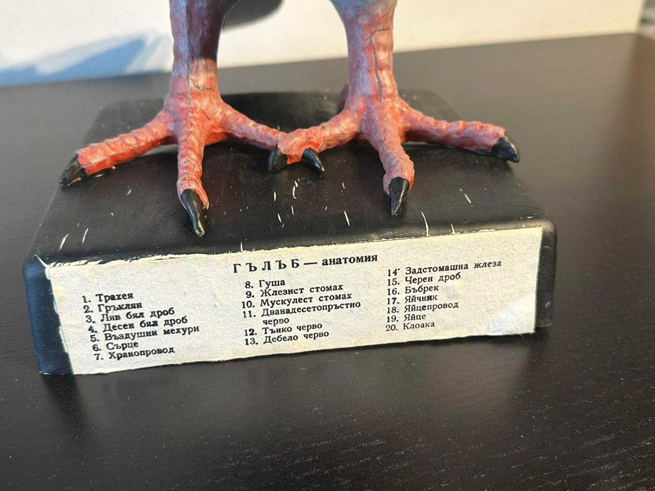 Соц Учебен Анатомичен Модел на Гълъб