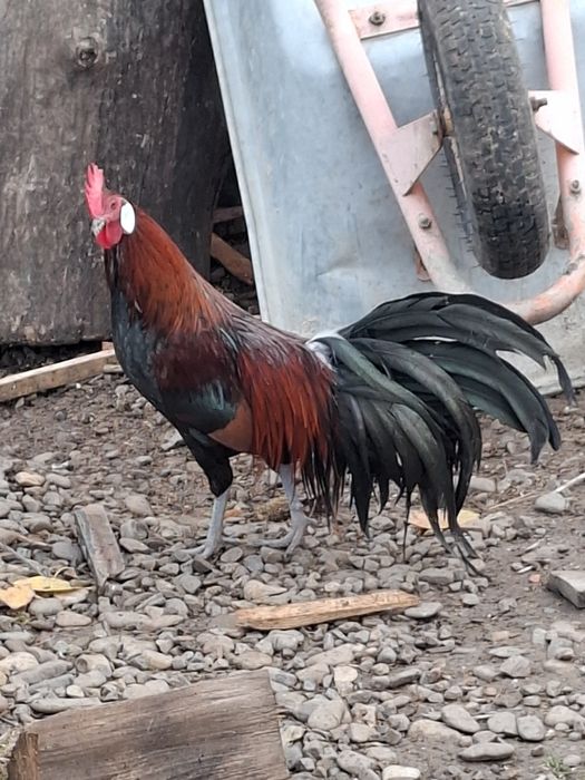 Pereche Phoenix  2025