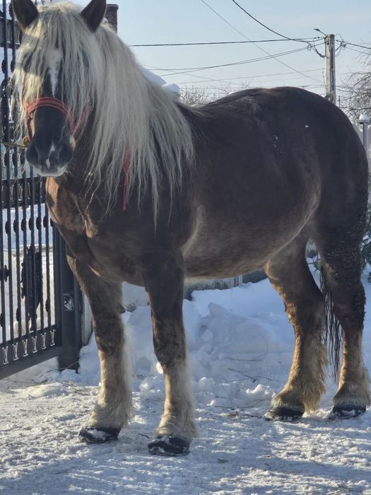 Vând mânză de 4 ani.