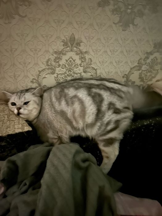 Ищем кошку для вязки