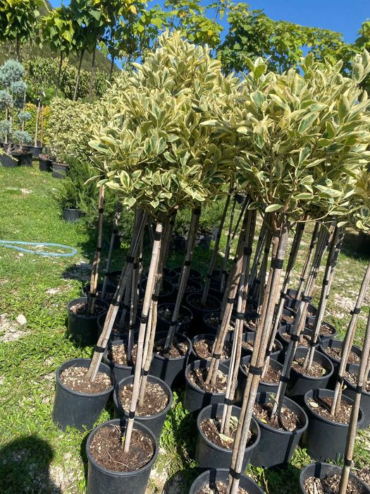 Transformare Grădină cu Plante Premium – Montaj Profesionist