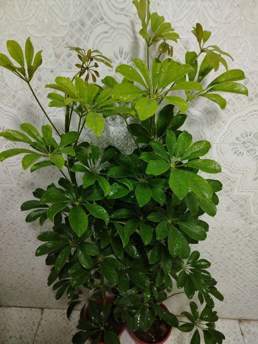 Комнатные цветы, Honaki gullar, Sotiladi