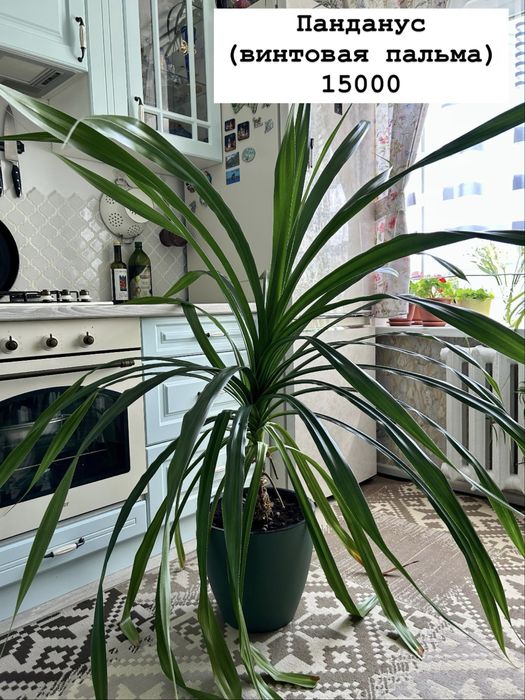 Продам комнатный цветок панданус