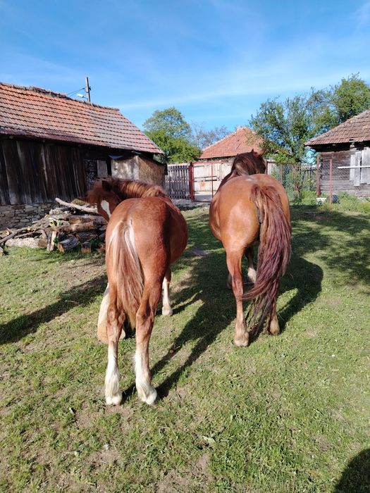 Vand iapa cu manza