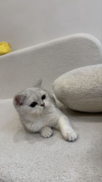 Котенок британская шиншилла