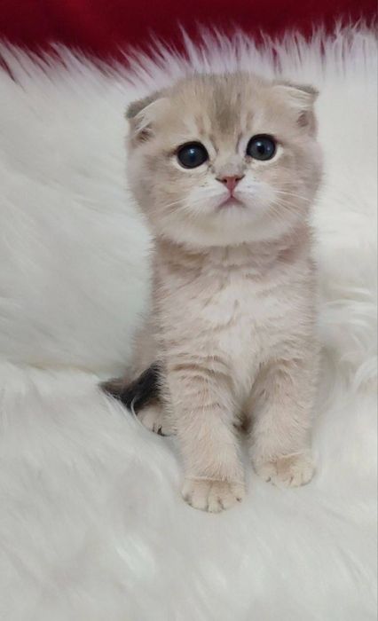 Shinshilla scottish har xilidan bor