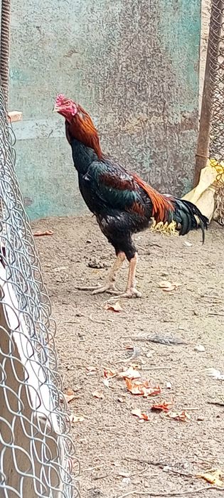 продам петухов-доканов