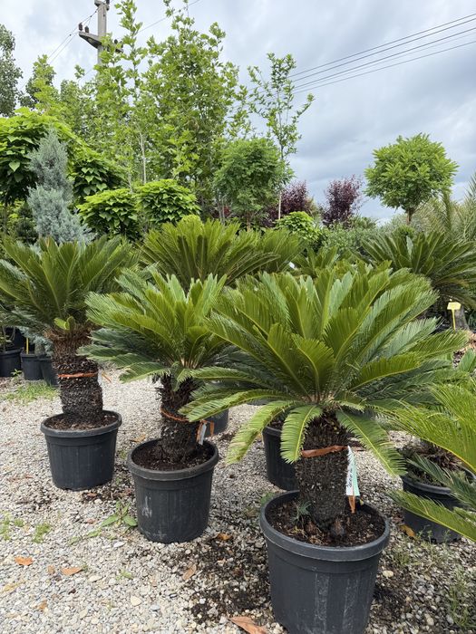 Vand palmieri cycas revolut
