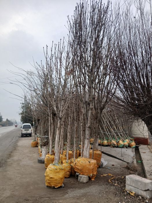 Kashtan va manzaraliy daraxtlar bor