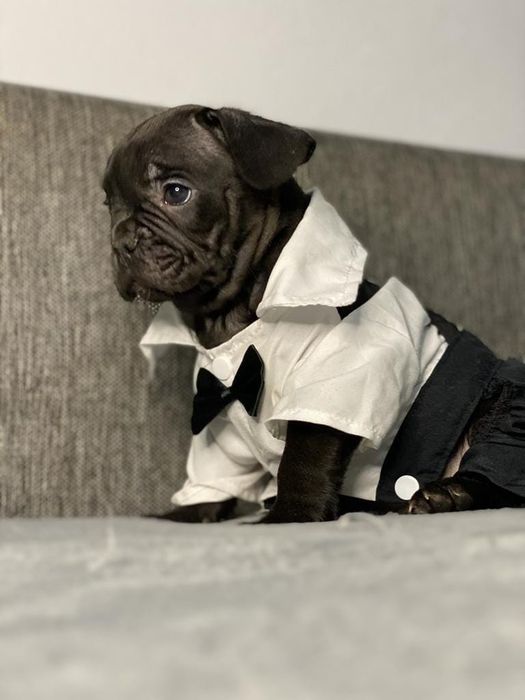 Vand fetita bulldog francez