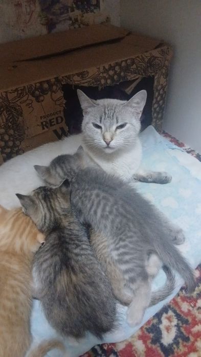 В хорошие руки котят