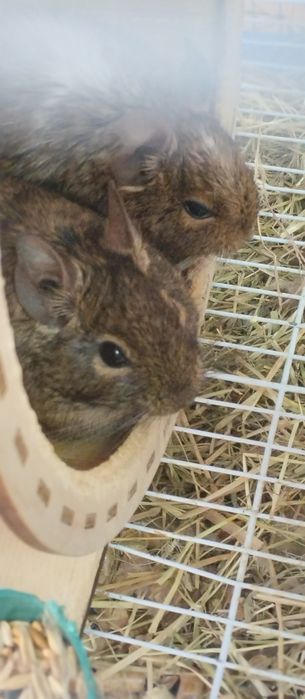 Белки Дегу с клеткой