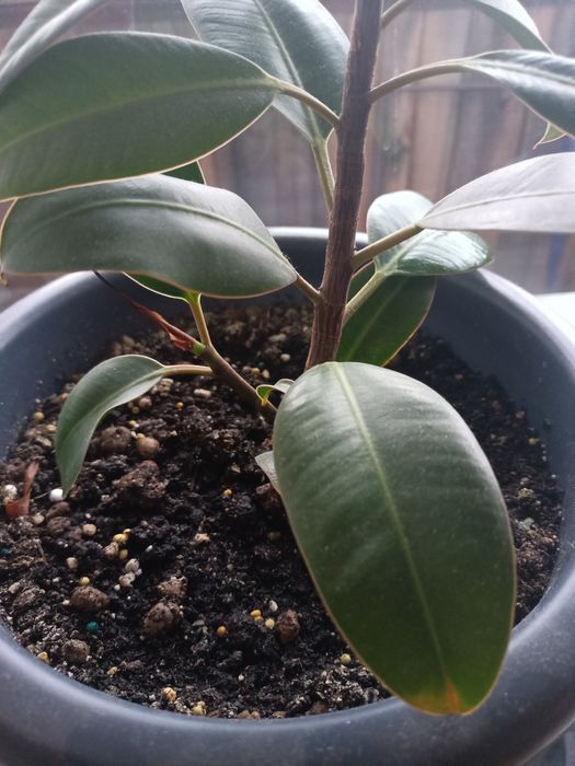 Комнатный цветок фикус