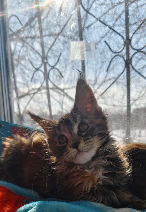 Продаю куно-девочек