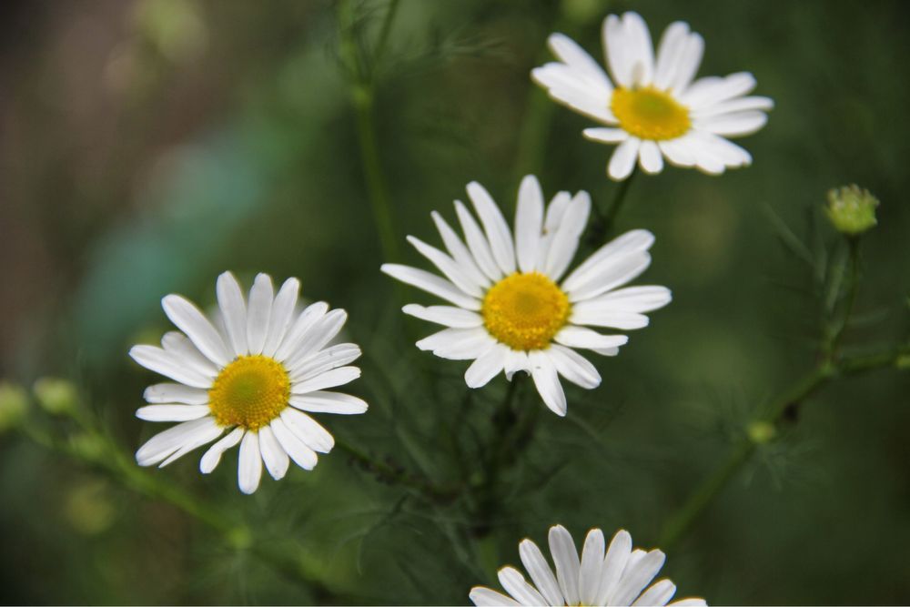 Фотоаппарат Canon EOS 550d