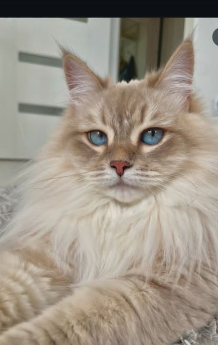 Передержка кошек