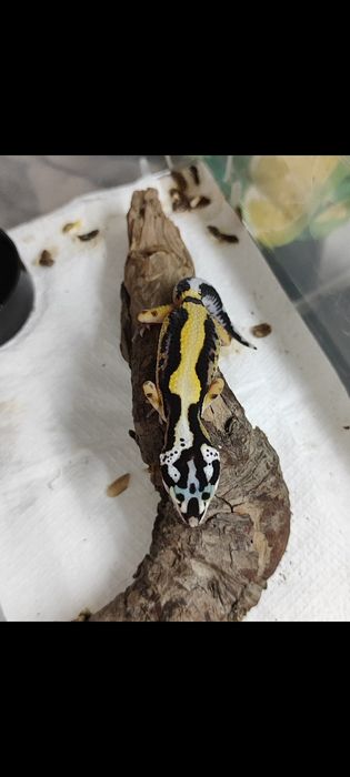 Эублефар Бандит самец